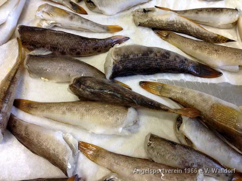 Neckarfisch-Essen 2014